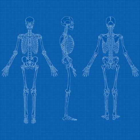 Human Skeleton Blueprint Vector