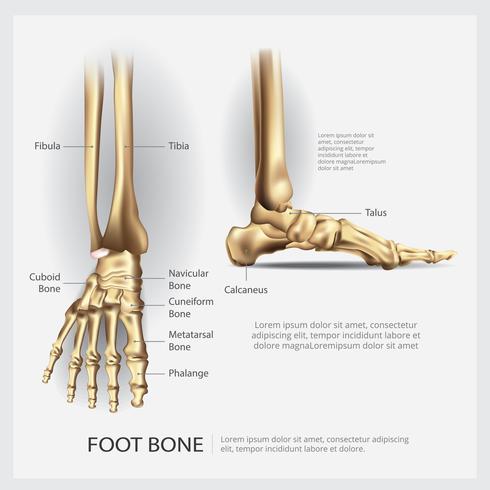 Anatomía humana ilustración vectorial de hueso del pie vector