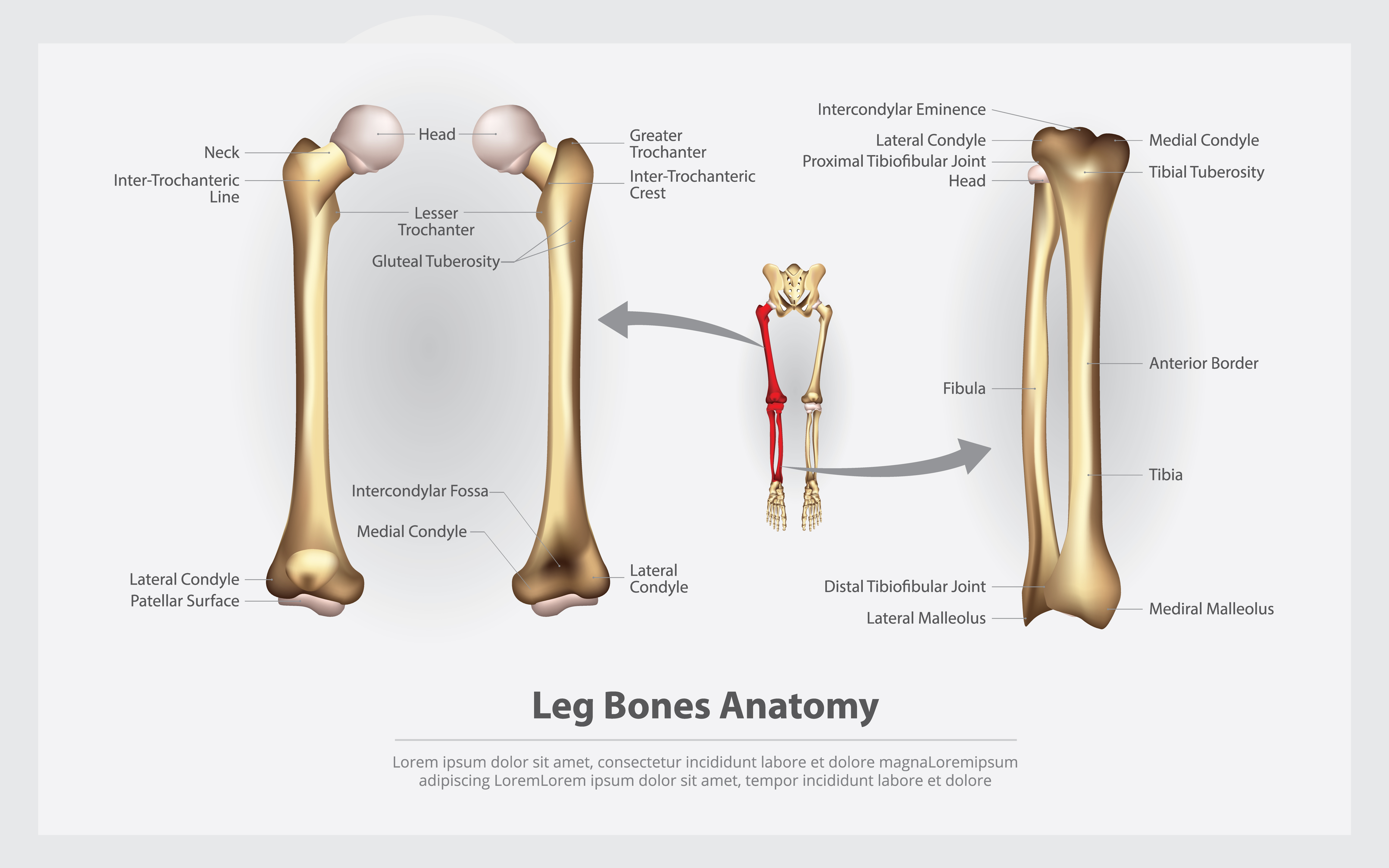 Human Anatomy Leg Bones with Detail Vector Illustration 641537 Vector