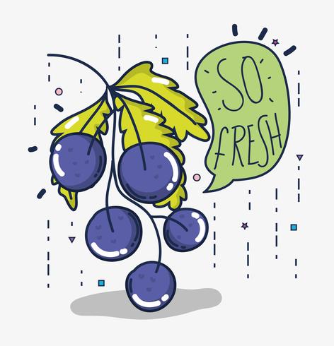 So fresh grapes vector