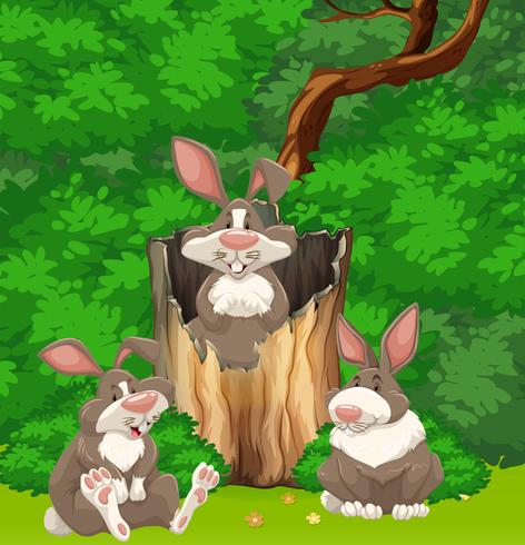 Three rabbits in the woods vector