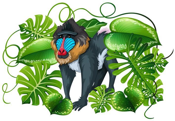 Baboon in green leaves vector