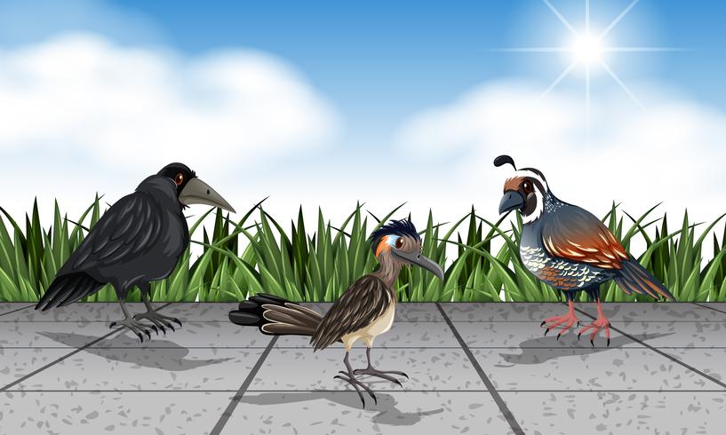 Different wild birds on the street vector