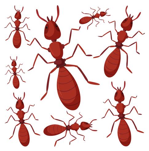 Group of ants on white background vector