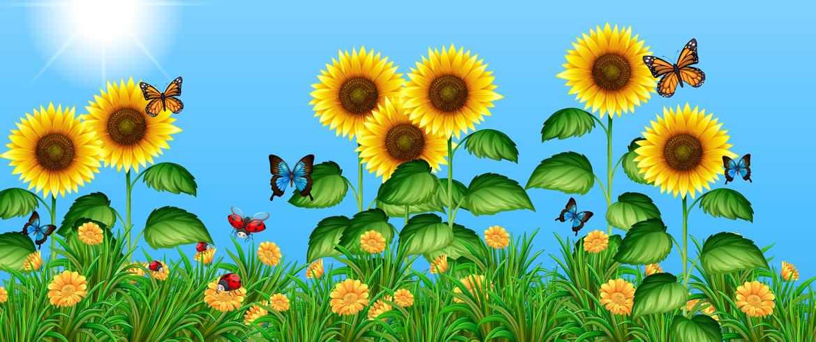 Download Butterflies flying in the sunflower field - Download Free ...