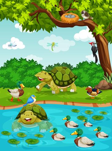 Tortugas y patos en el río. vector