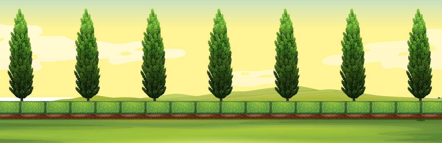 Scene with pine trees in the park vector