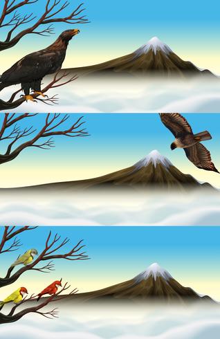 Wild birds on the branch  vector