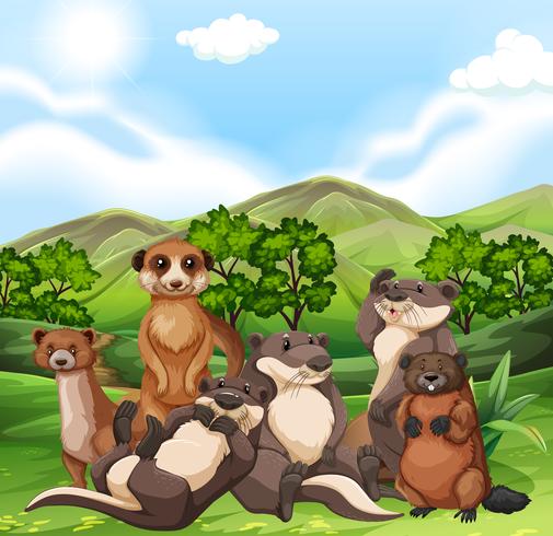 Otters and beavers in the field vector