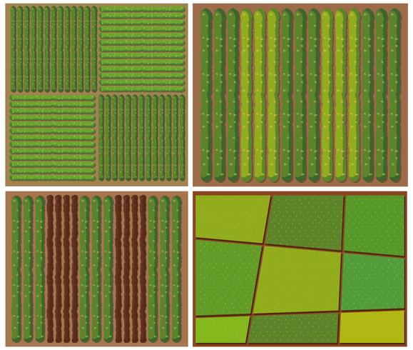 Pattern of crops from top view vector