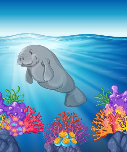 Manatee swimming under the ocean vector