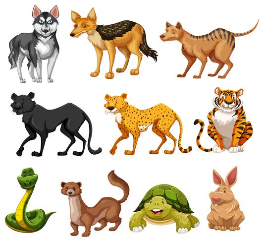 Conjunto de caracteres animales. vector