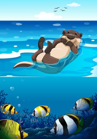 Sea otter swimming in the sea