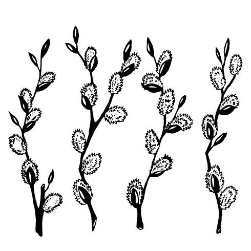 Black and white willow branches. Graphics. Illustration. vector