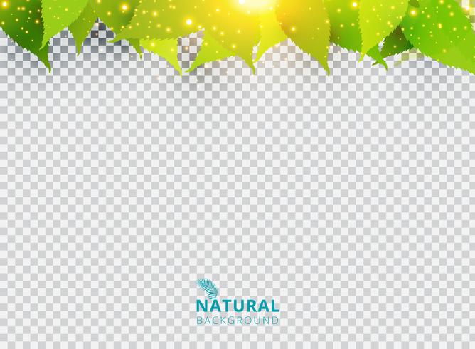 Spring summer natural green background with leaves and lighting effect on transparent background. vector