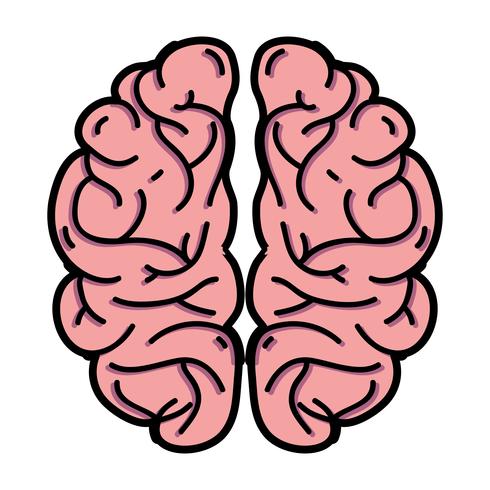 human brain anatomy to creative and intellect vector