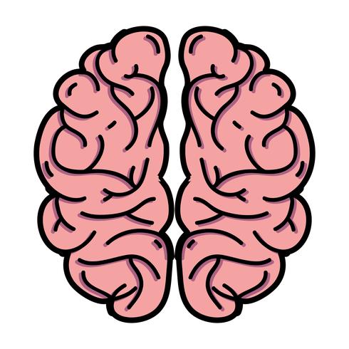 human brain anatomy to creative and intellect vector