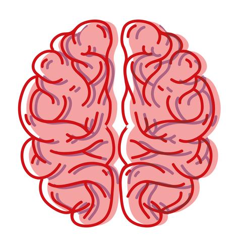 human brain anatomy to creative and intellect vector