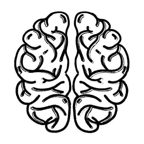 figure human brain anatomy to creative and intellect vector