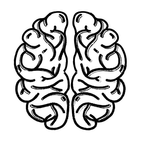 figure human brain anatomy to creative and intellect vector