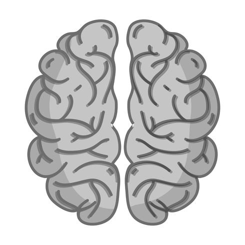 Anatomía del cerebro humano en escala de grises para creativo e intelecto. vector