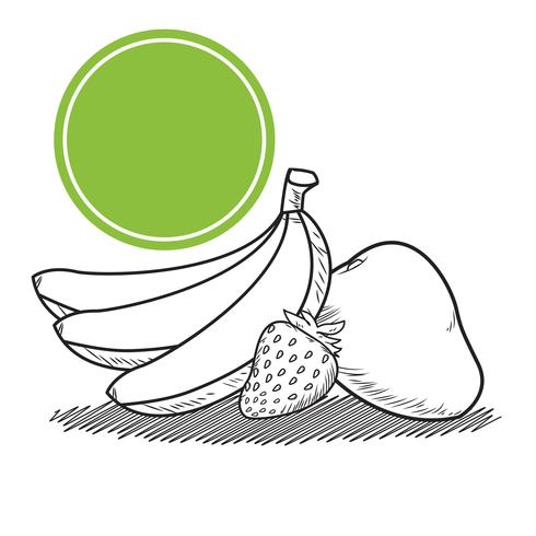 hand drawn fruits vector