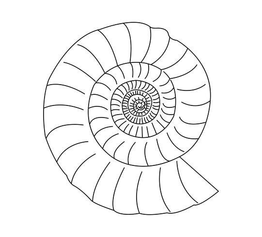 Concha de caracol en blanco vector