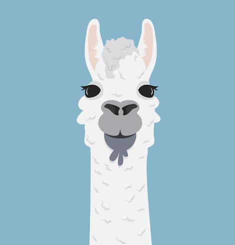 Alpaca lama retrato ilustración vectorial vector