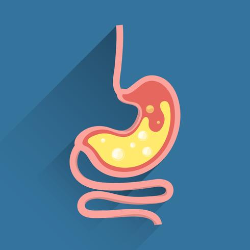 Flat design stomach icon graphic with long shadow vector