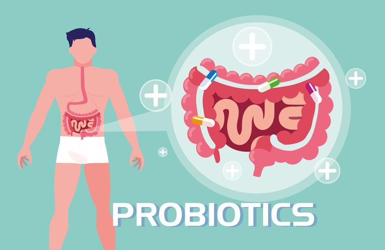 cuerpo de hombre con probióticos y sistema digestivo vector