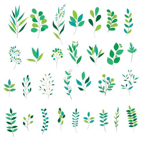 Conjunto de diferentes hojas verdes vector