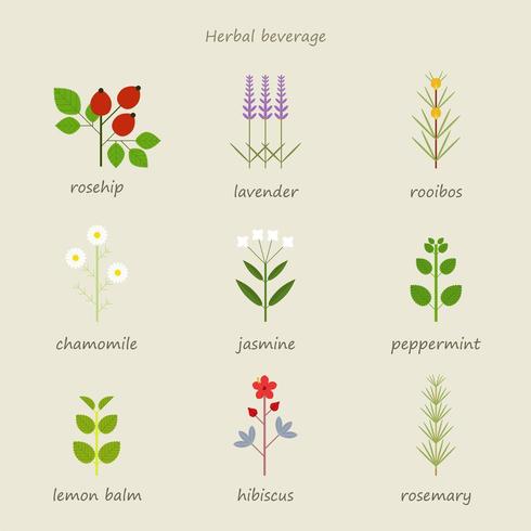 Tipos de té de hierbas. vector