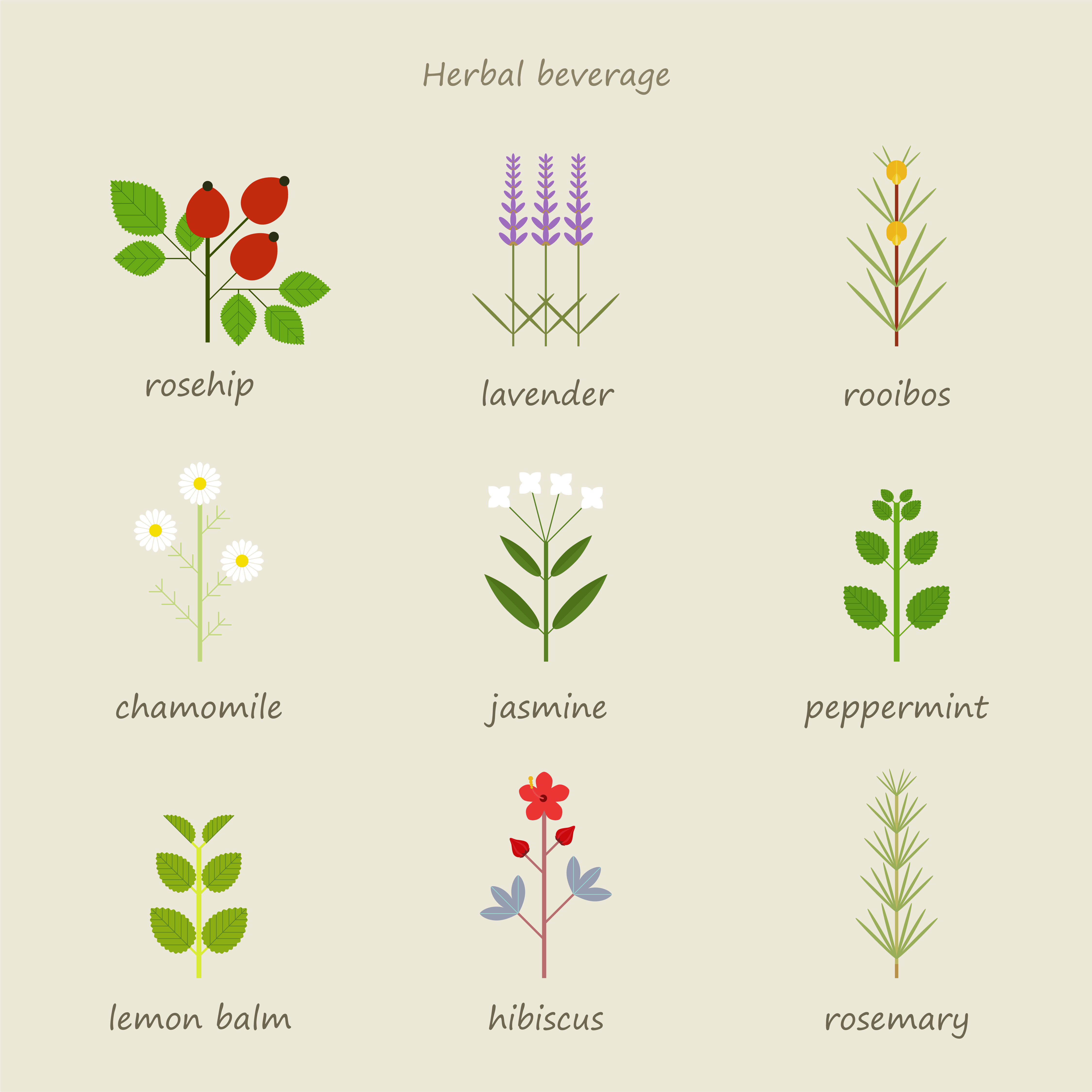 Types Of Herbal Tea Free Vectors Clipart Graphics Types Of Herbal Tea Free