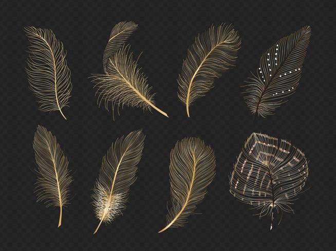 Gold feathers vector collection