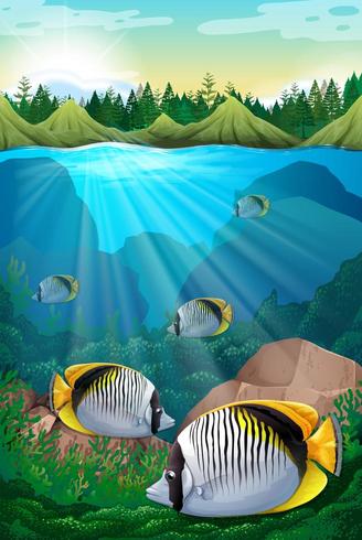 Fish swimming under the ocean vector