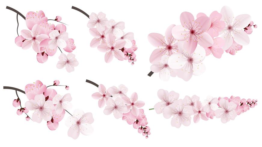 Pink sakura  flowers vector