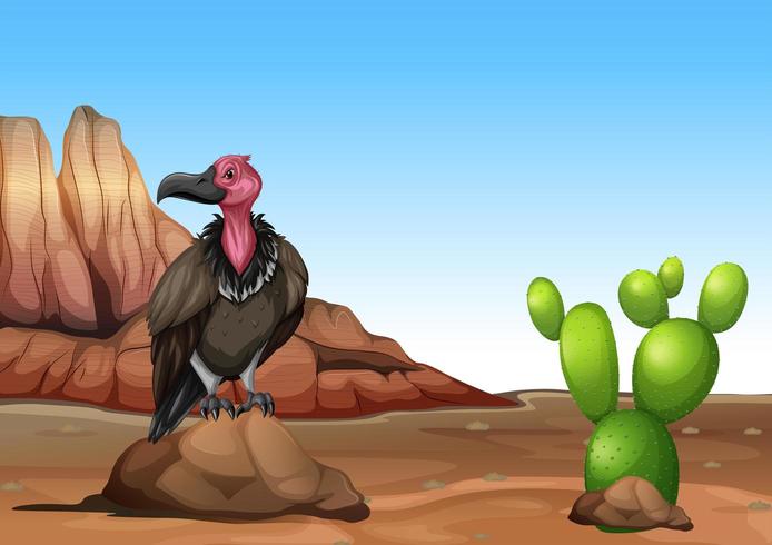 Vulture standing in desert vector