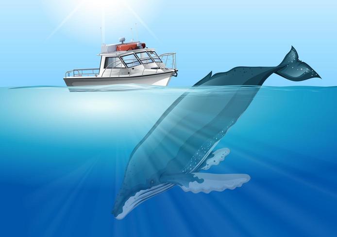 Whale swimming in the ocean under boat vector