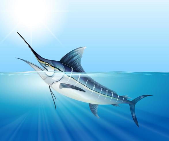 Sailfish swimming in the sea vector