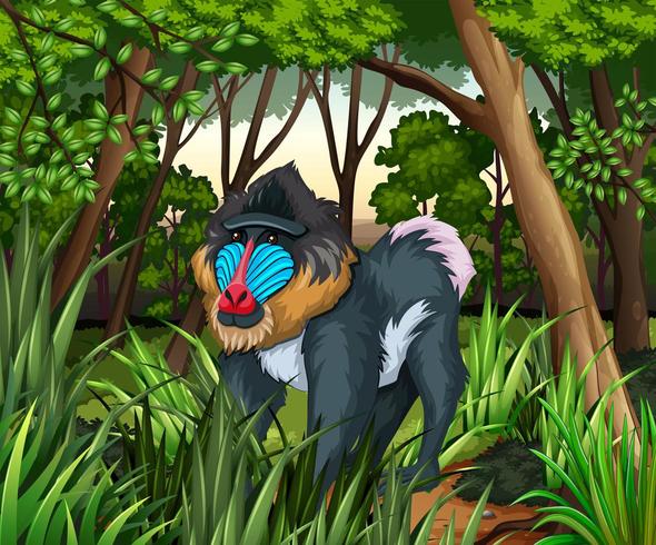 Baboon living in the  forest vector