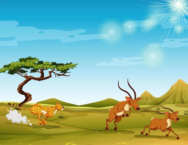 Cheetah chasing deer in the savanna vector