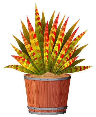 A plant with leaves in pot vector