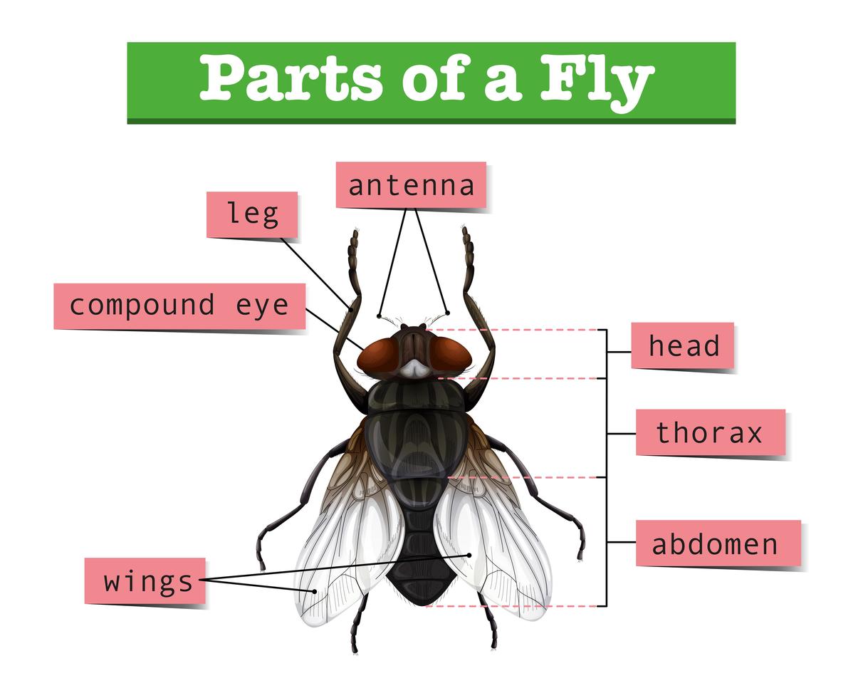 Diagram showing parts of fly 669350 Vector Art at Vecteezy