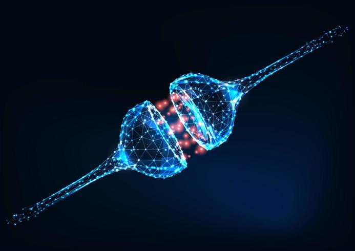 Neural synapse, electric and chemical signals between two neurons, human nervous system. vector