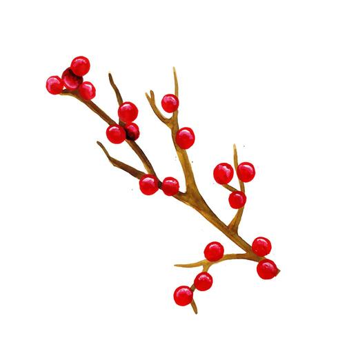 Hand Drawn Watercolor Christmas Cherry vector