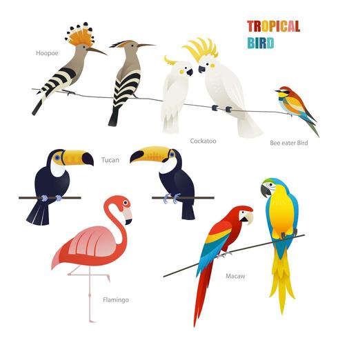 conjunto de aves tropicales vector