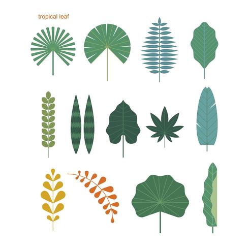 Set of various tropical leaves vector