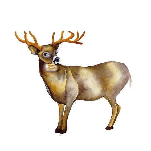 Hand Drawn Watercolor Reindeer vector
