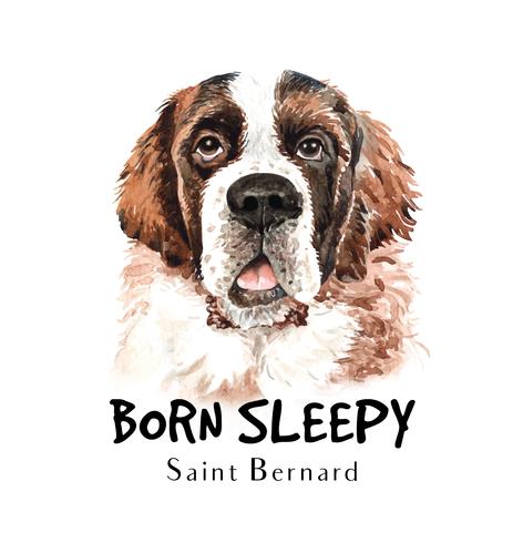 Watercolor hand drawn portrait of Saint Bernard dog vector