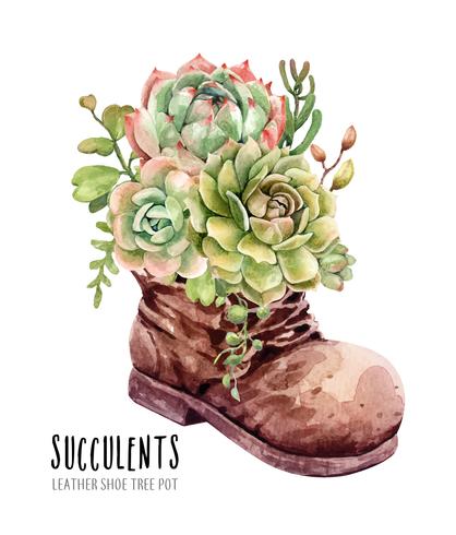 Watercolor collection of succulents in Leather Shoe Boot Garden. vector